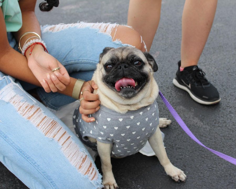 Molly the pug smiles for the camera. Molly was one of three service dogs that accompany K.I.D.D.S. for Kids volunteers on hospital visits. 